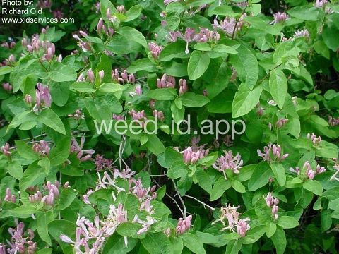 honeysuckle, Tatarian